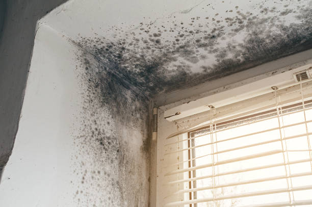 Affordable Hvac And Air Duct Mold Remediation solutions in Harrisburg, NC